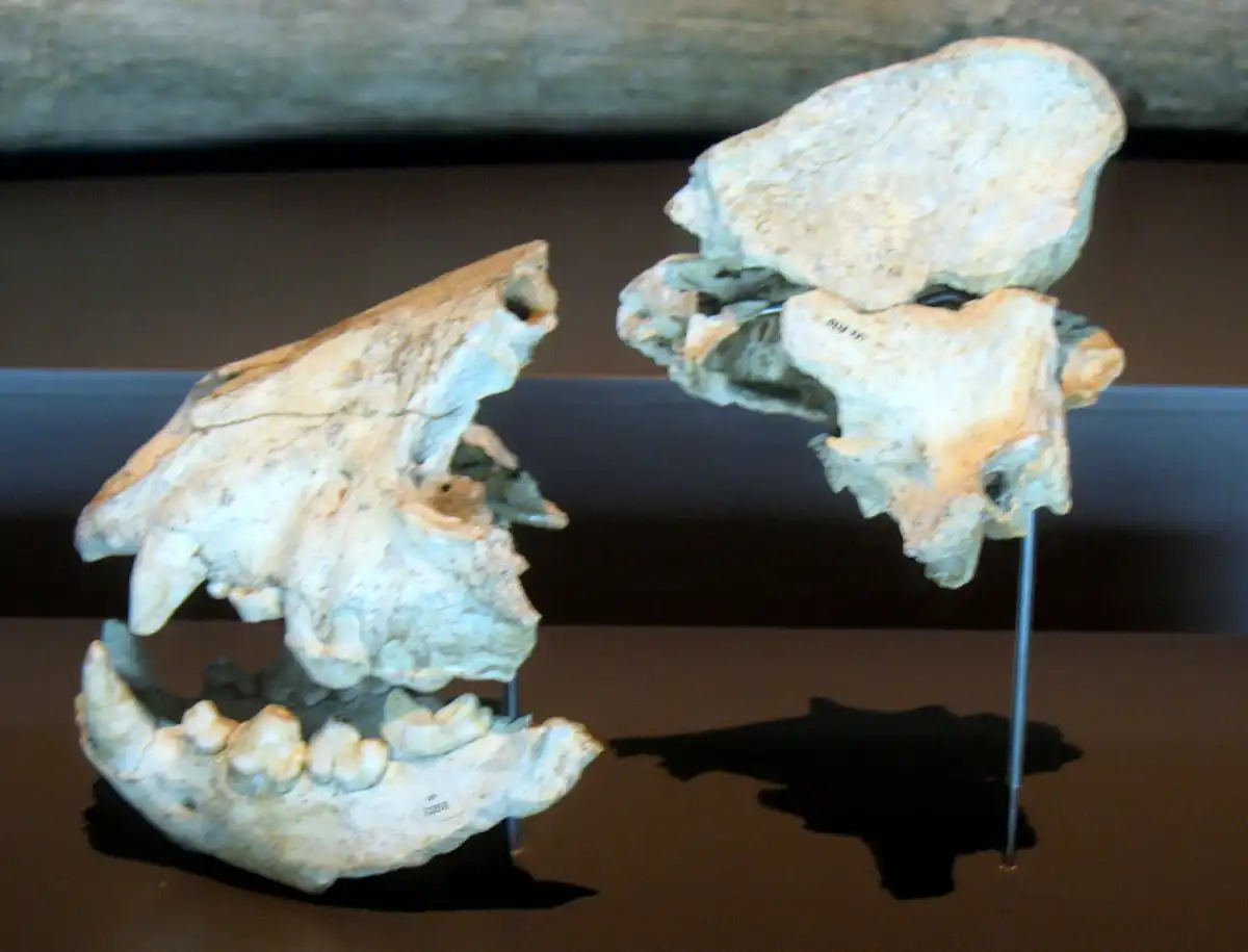 Cráneo de hiena manchada, <em>Crocuta crocuta</em>, procedente de la Cueva del Camino y conservado en el Museo Arqueológico Regional.