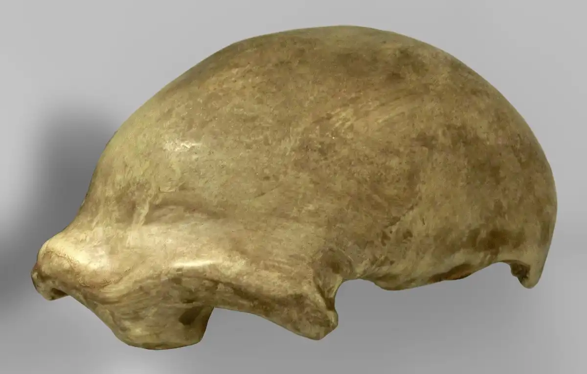 Calco del casquete craneal de Neandertal 1, una pieza de referencia para reconocer la anatomía de <em>Homo neanderthalensis</em>.