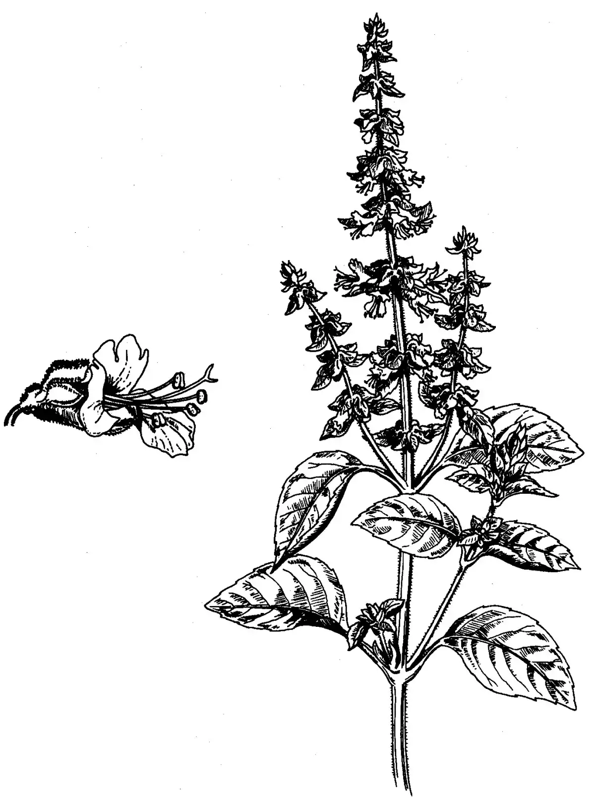 Esquema de Ocimum basilicum