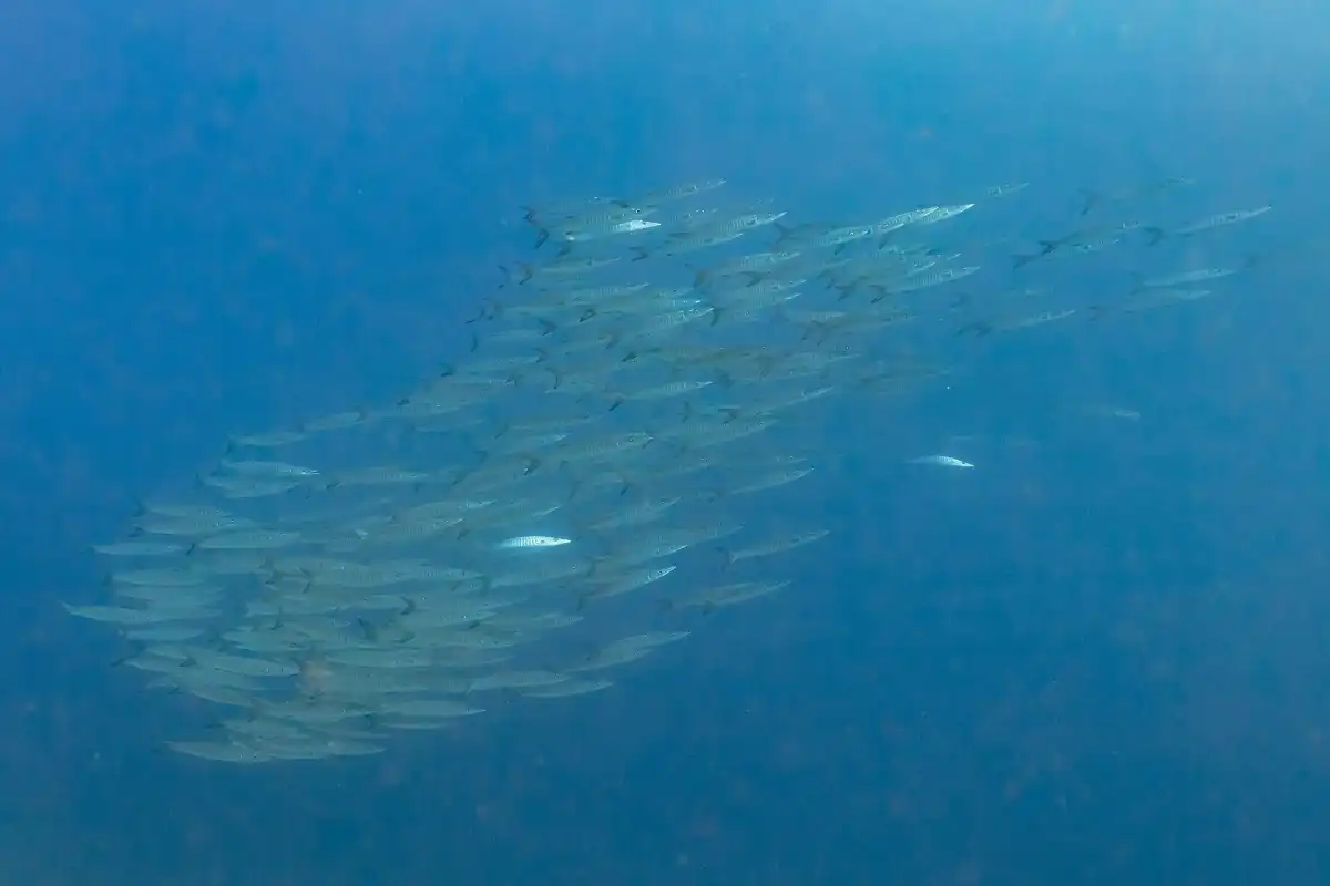 Una gran barracuda, pez tropical cuya ingesta puede transmitir ciguatera en determinadas aguas.