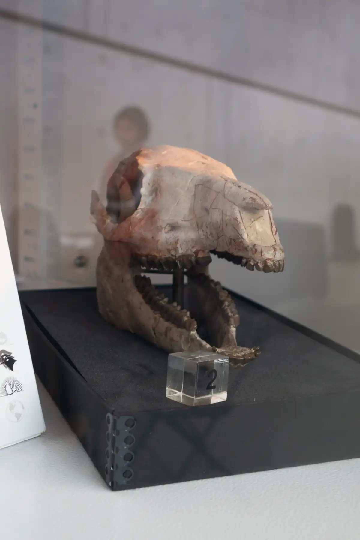 Museo Beaty de la Biodiversidad, Vancouver, Columbia Británica, Canadá