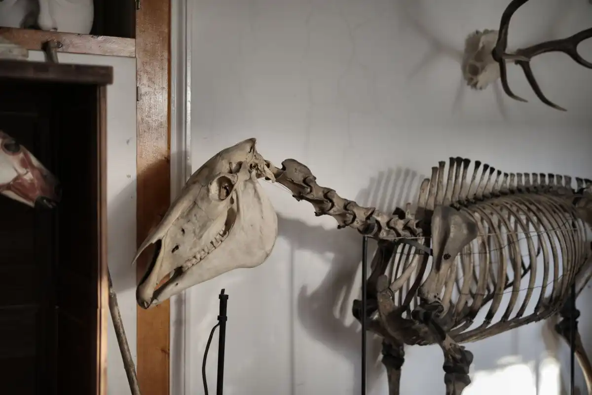 Cráneo de caballo conservado en el Beaty Biodiversity Museum de Vancouver, una referencia anatómica para entender la zona nasal estudiada en Castillo Reyes