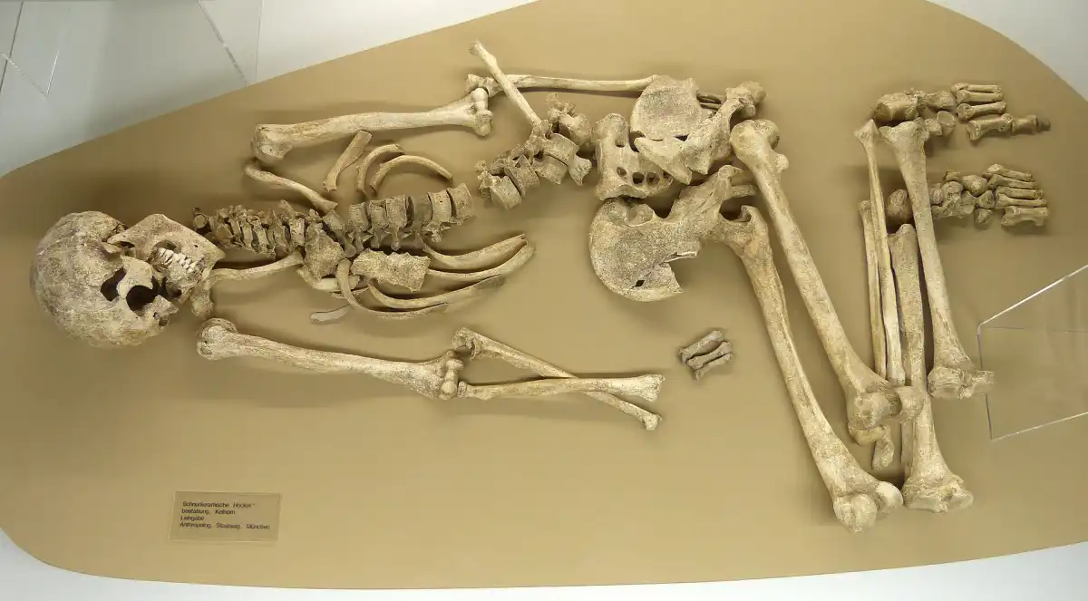 Museo Arqueológico de Kelheim (Baja Baviera): enterramiento en posición fetal de un varón de la tumba 85 del cementerio de la cultura de la cerámica cordada de Kelheim-Gmünd.
