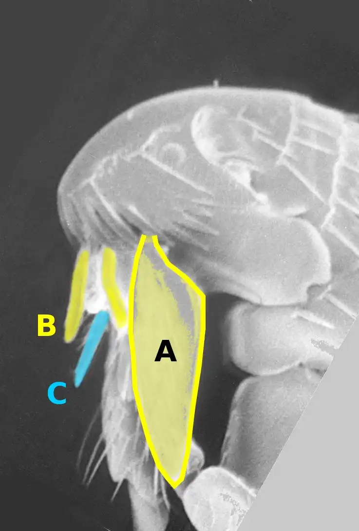 Micrografía electrónica de barrido de una pulga, que puede transmitir enfermedades como la peste.