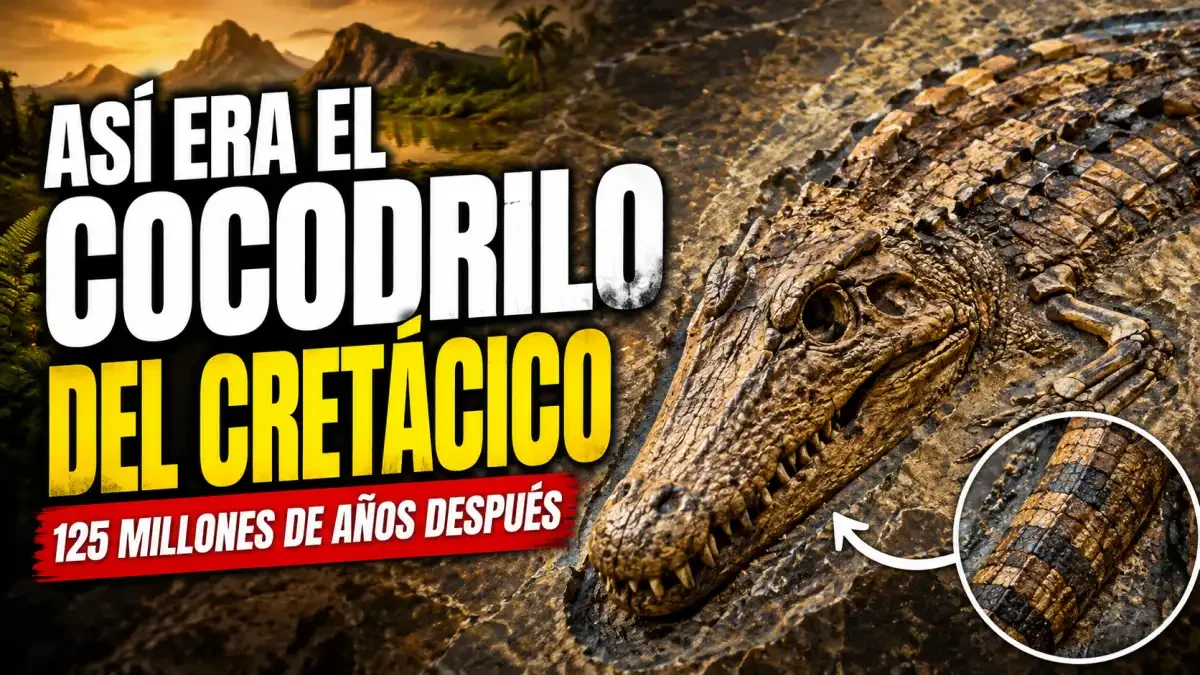fósil piel Montsecosuchus depereti
