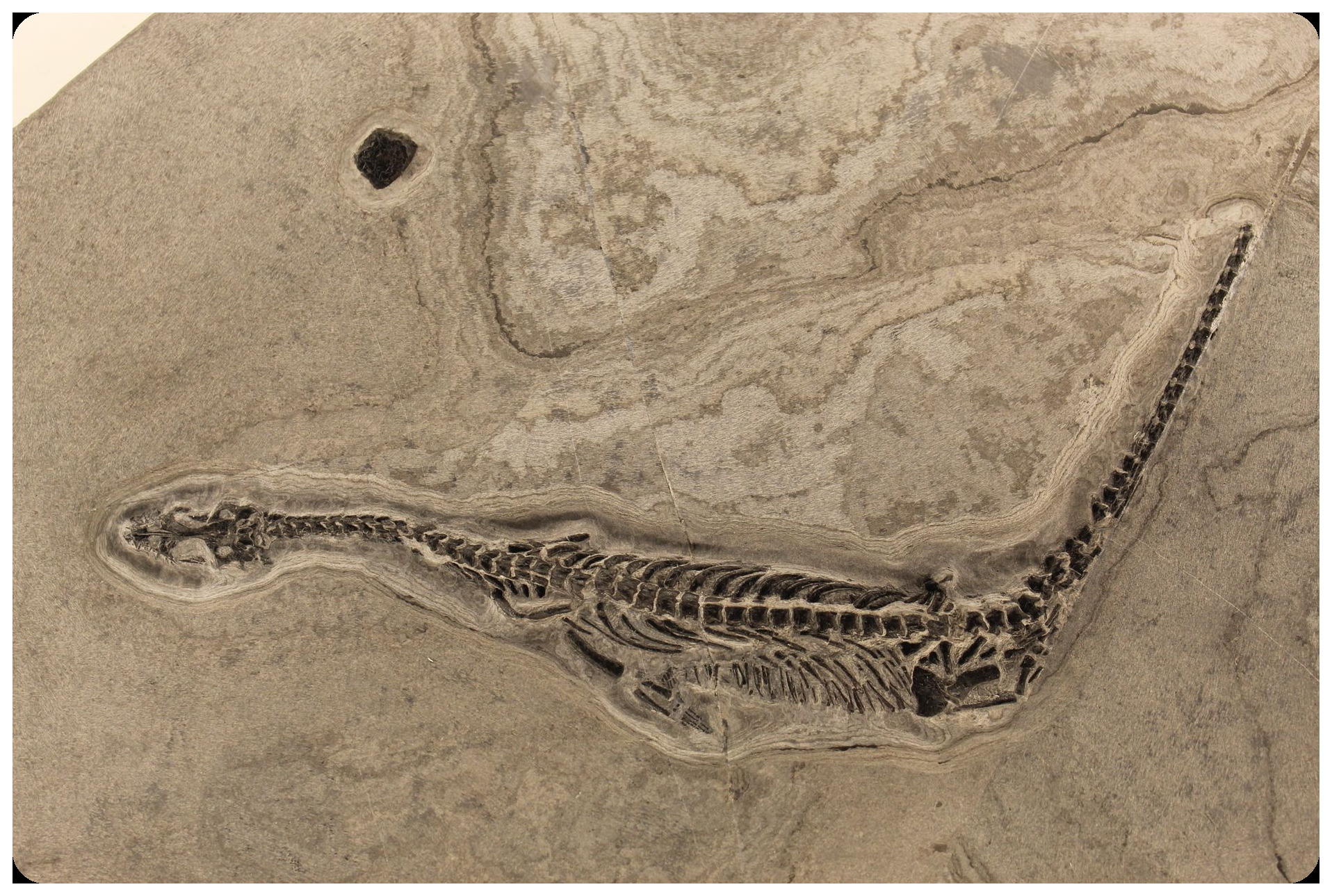 3d tomography scan reconstruction showing embryos preserved inside branchia tissue of ancient margaritifera bivalve shell fossil