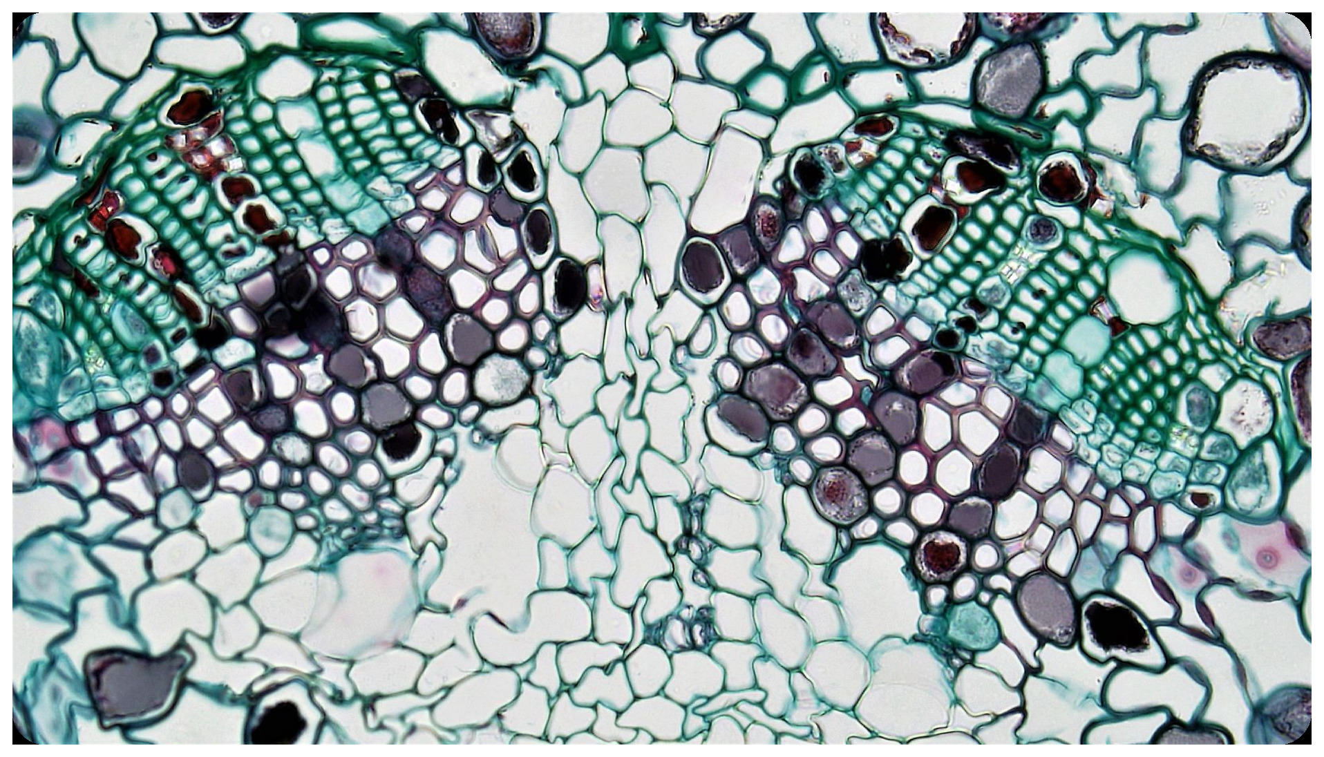 vascular tissue sample under microscope with perfect cellular structure, biological engineering marvel close-up view
