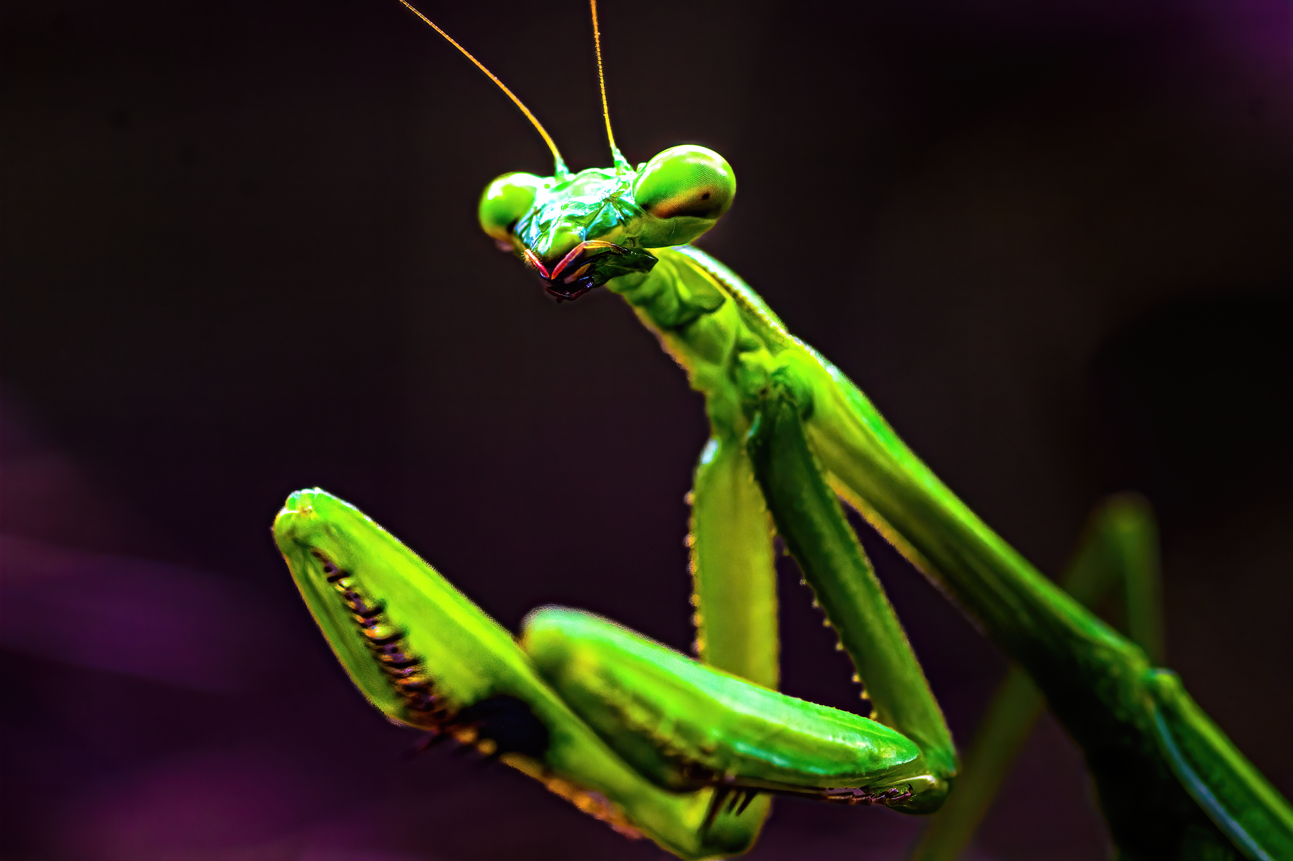 giant asian praying mantis vivid green detailed predator insect close up dramatic nature photography