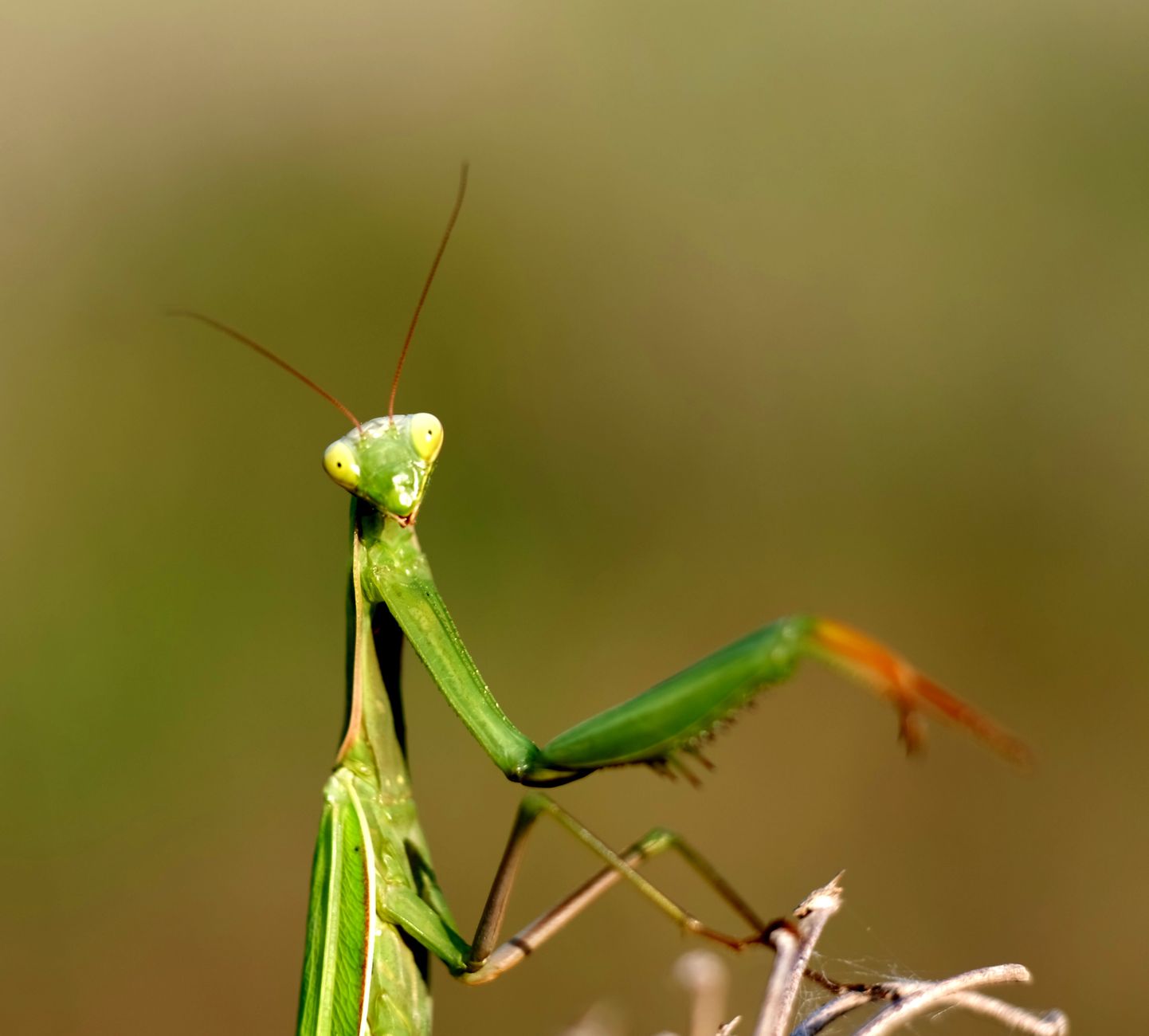 invasive mantis hunting bee flower garden ecosystem threat dangerous predator nature