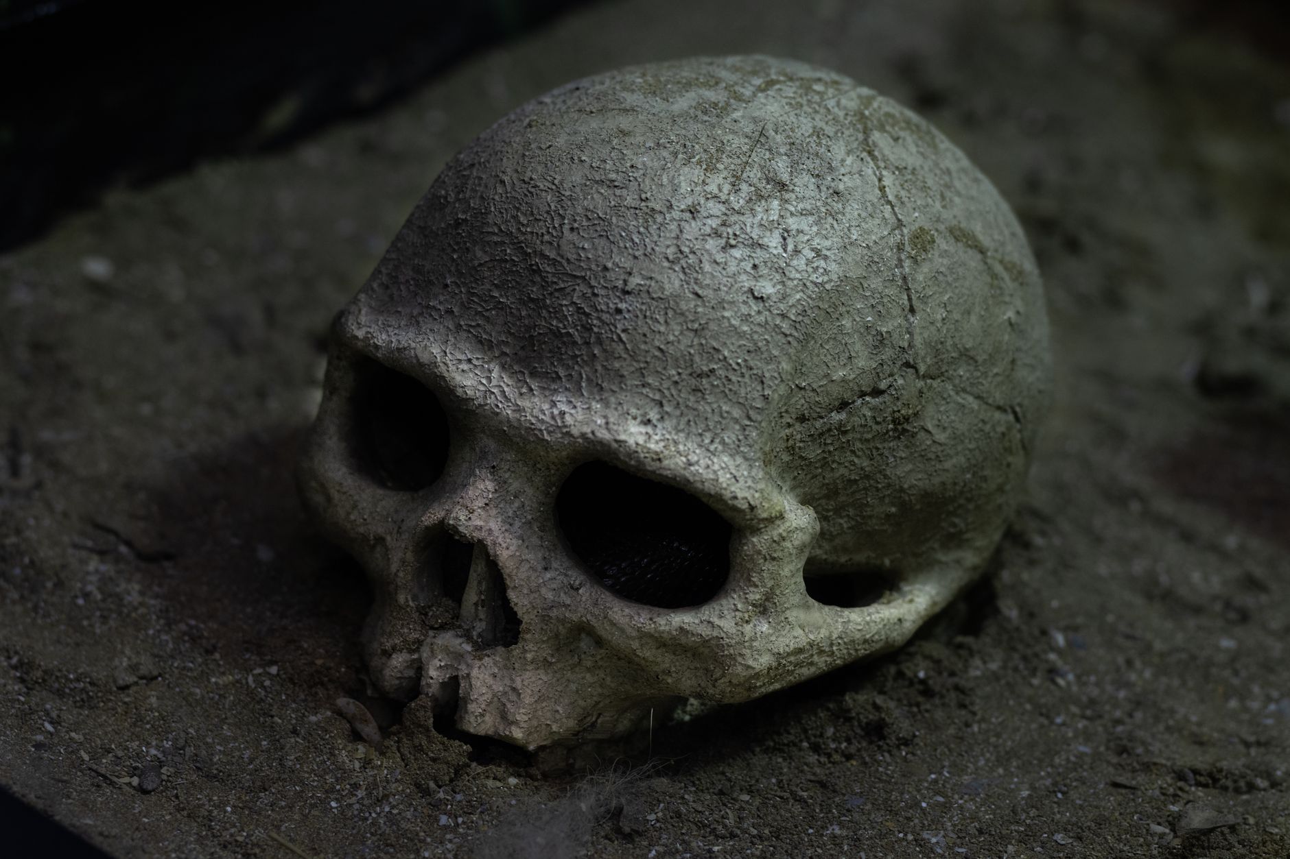 ancient human skull fossil in dim archaeological laboratory dramatic scientific lighting