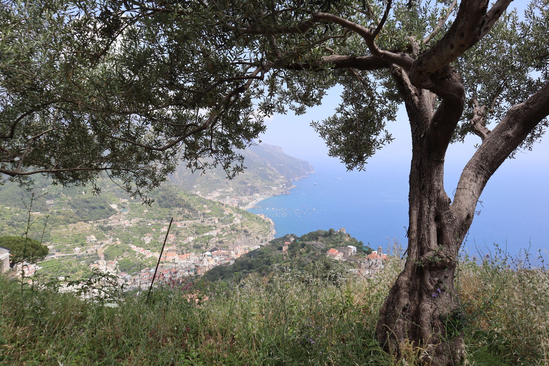 terraced olive groves on a rugged mountainside near the sea soft morning haze