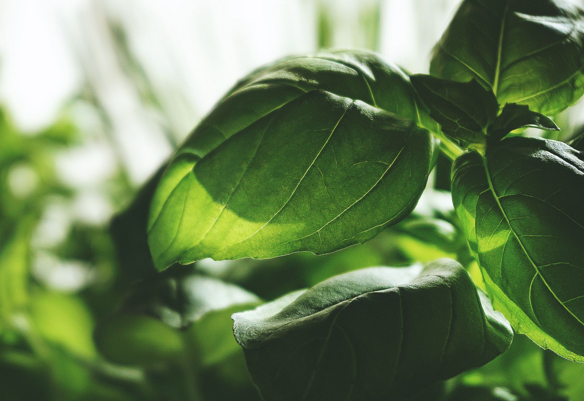 close up of enormous basil plant decorated with colorful ribbons sunny courtyard