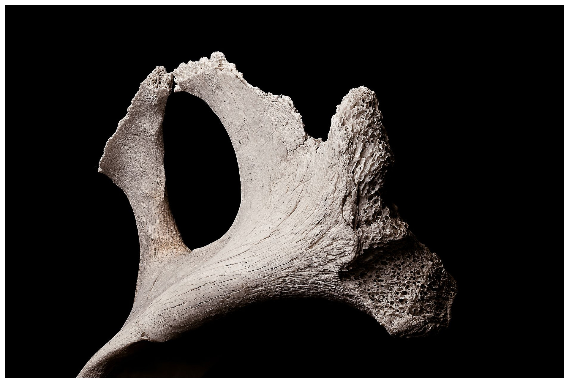 ancient fossil bone fragment from Atapuerca Sima del Elefante chamber paleolithic site dramatic archaeological excavation