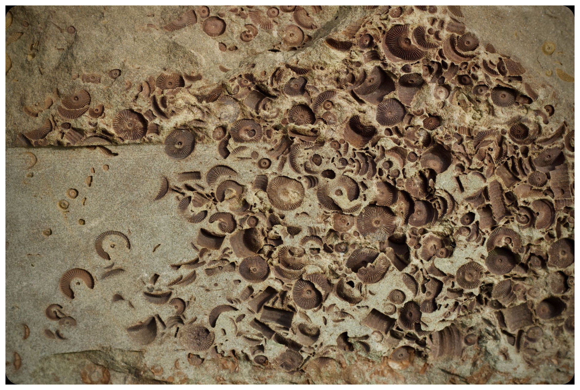 paleolithic stone tools artifacts from Pleistocene era alongside fossil remains in geological context museum display