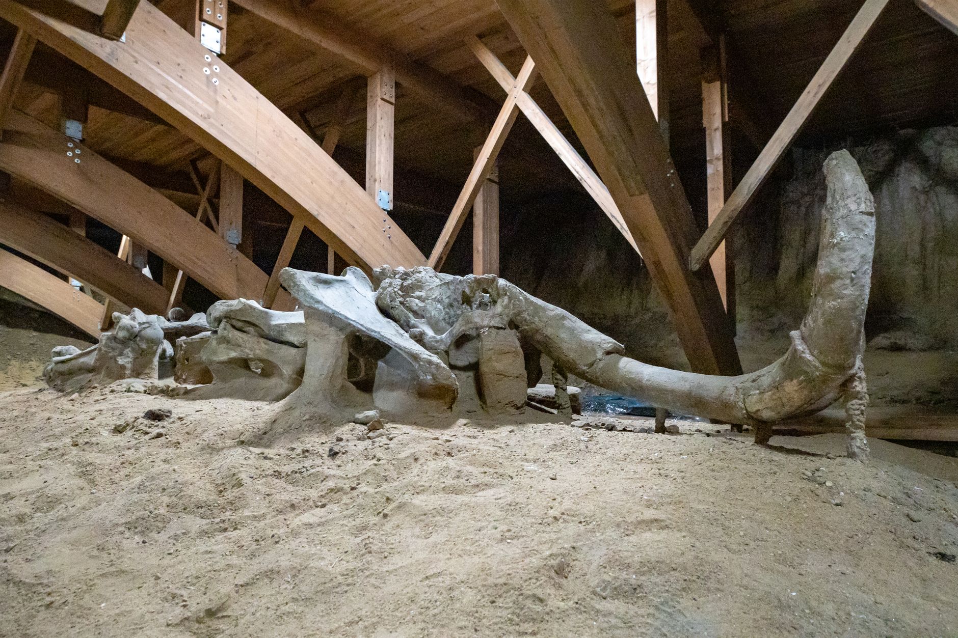 pleistocene animals extinct bear rhinoceros bones cave chamber murcia archaeological dig detail close up