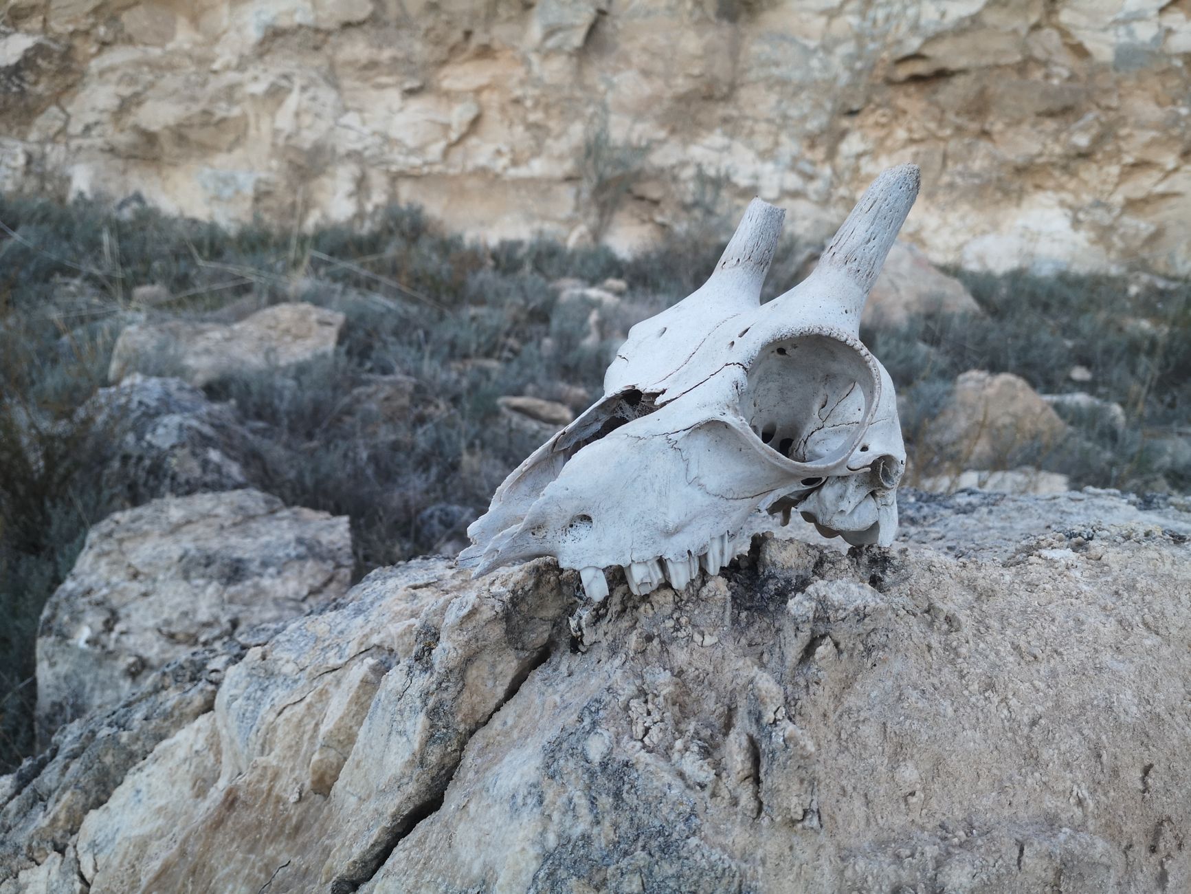 ancient human skull fragment fossil in dry karst landscape dramatic warm light scientific excavation